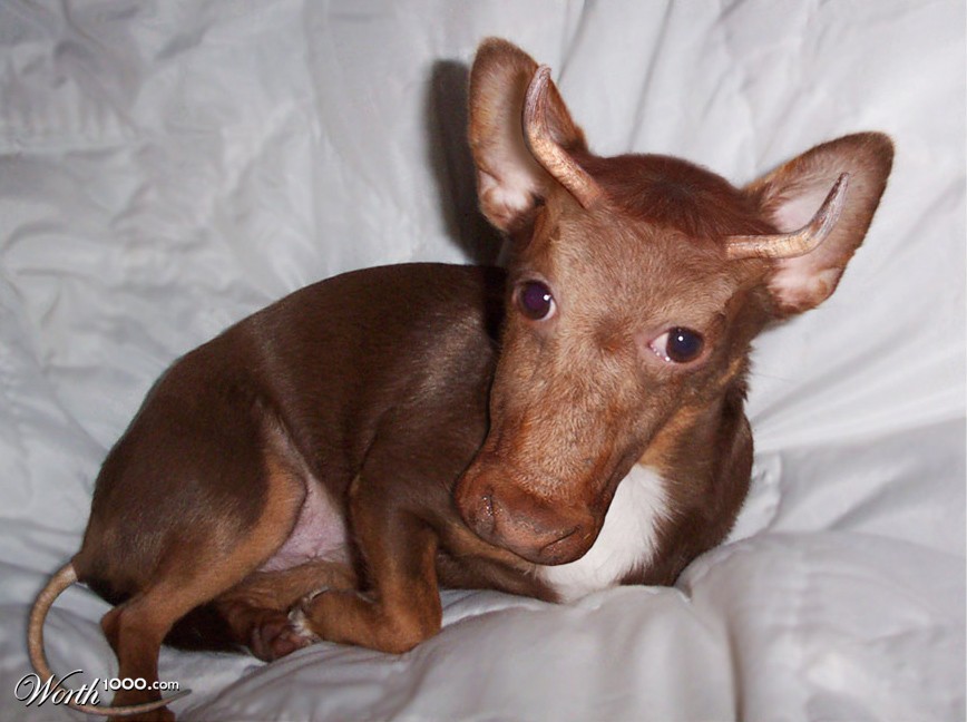 Chatullhuahua