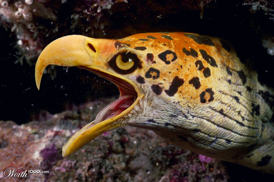 Leomoreagle