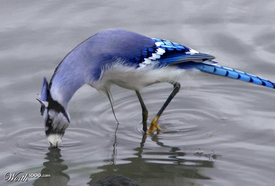 Blue Horse Crane