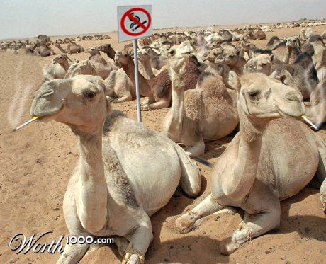 Joe Camel Auditions