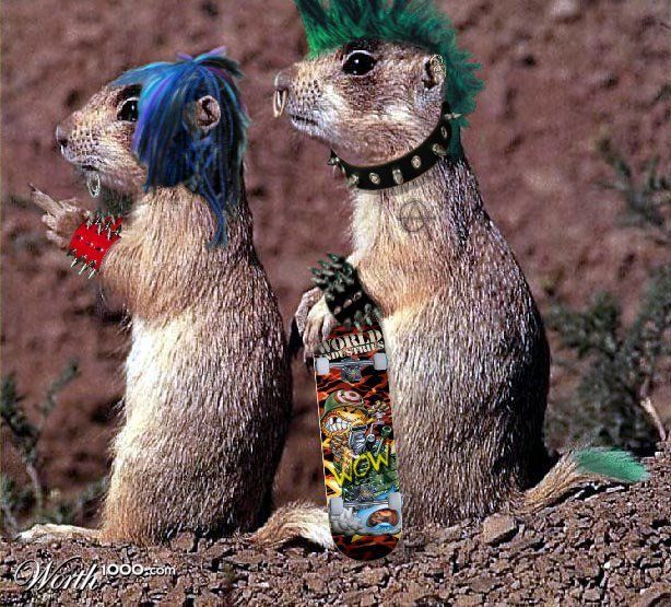 Prairie Punk
