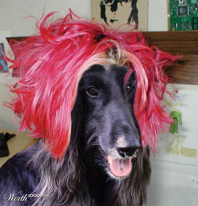 Rebel Dog
