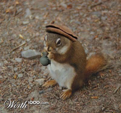 Terrorist Squirrel