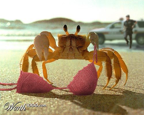 Swimsuit Thief