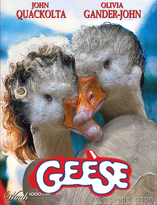Geese Is The Bird