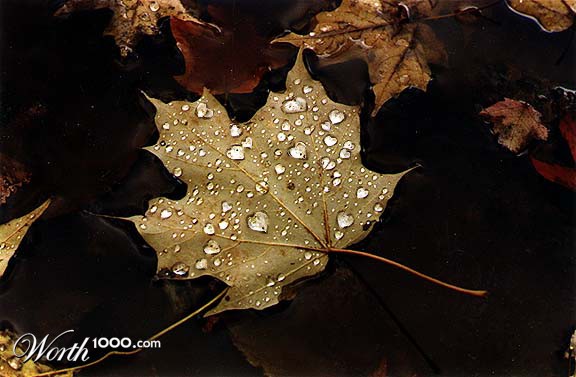 Drops in love