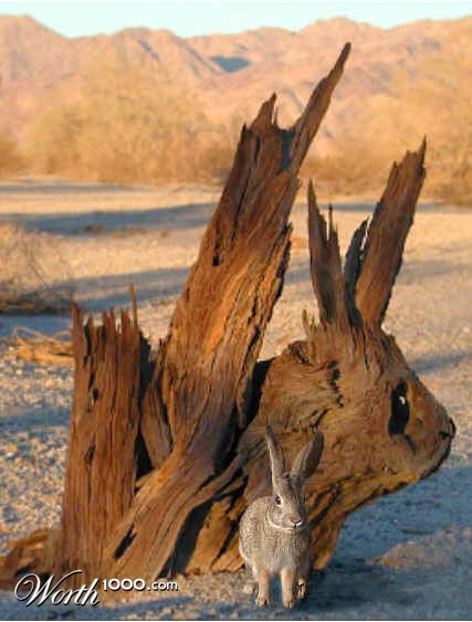Desert Rabbit