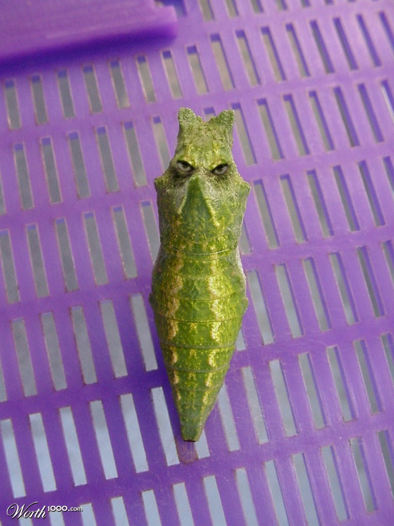 Metapod