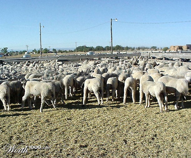 Herd