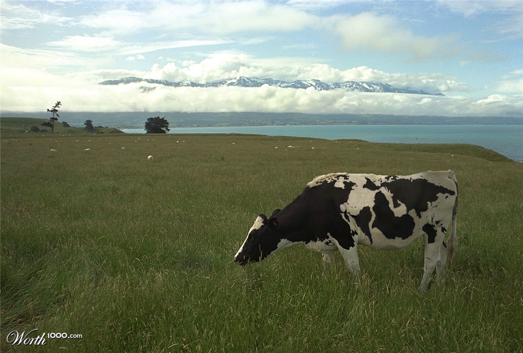 Global Cow