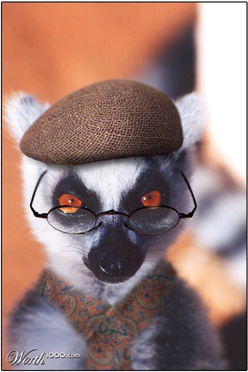 A Gentleman and a Lemur
