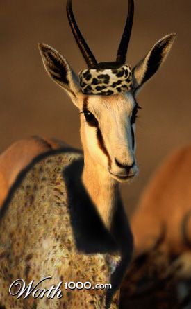 Cheetah Skin