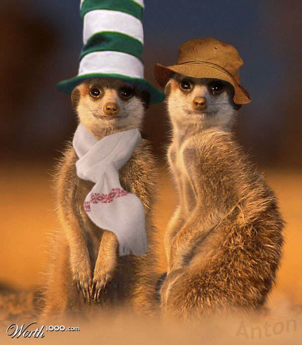 Meerkat dudes