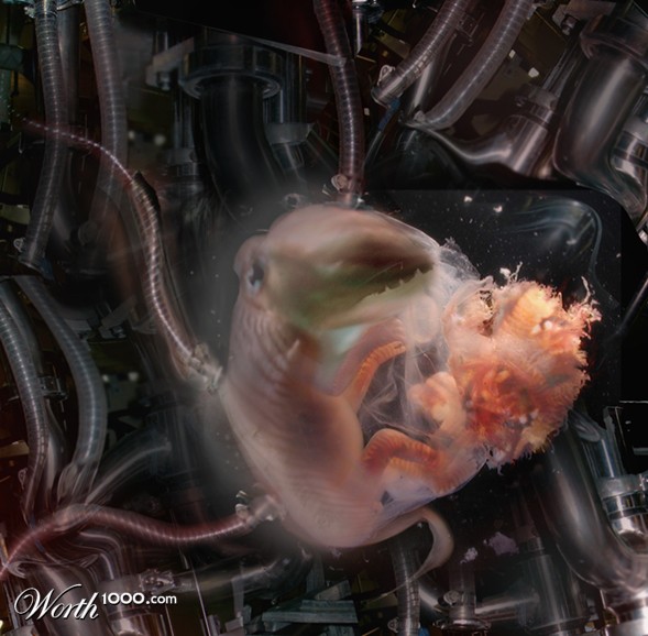 Embryo