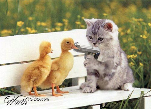Kitten Killer