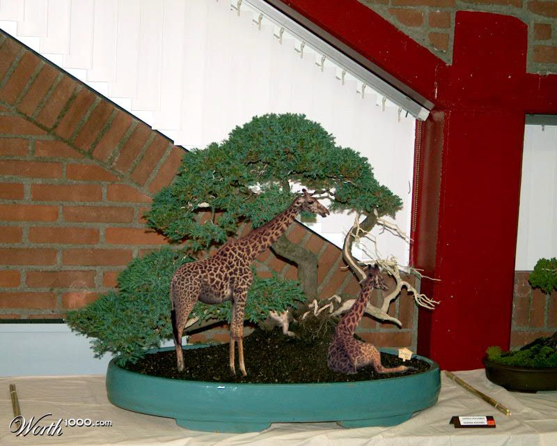 Bonsai Giraffes