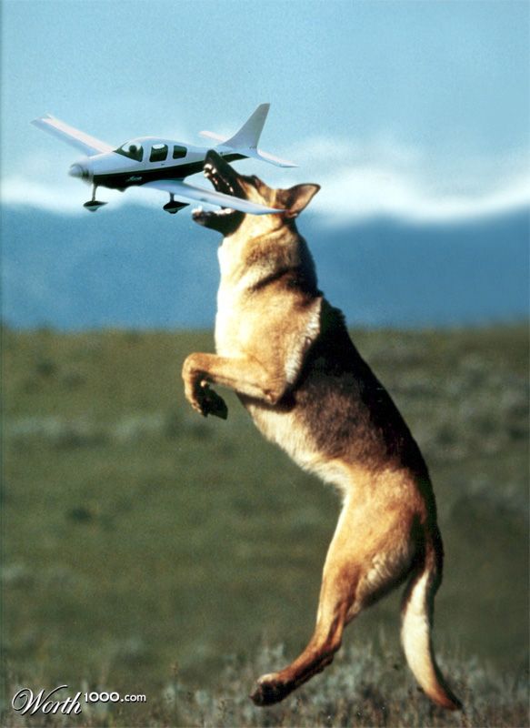Fetch!