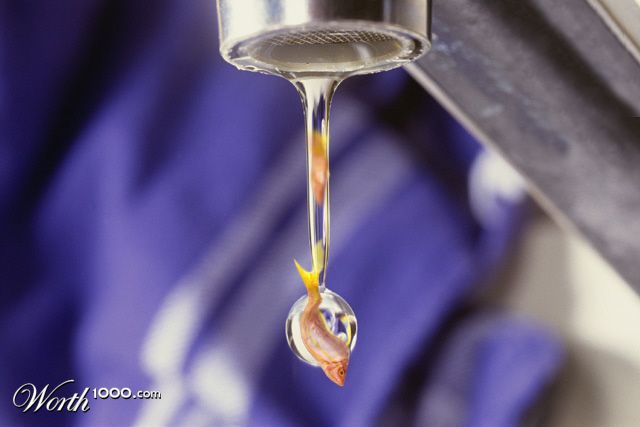 Drop 'o fish