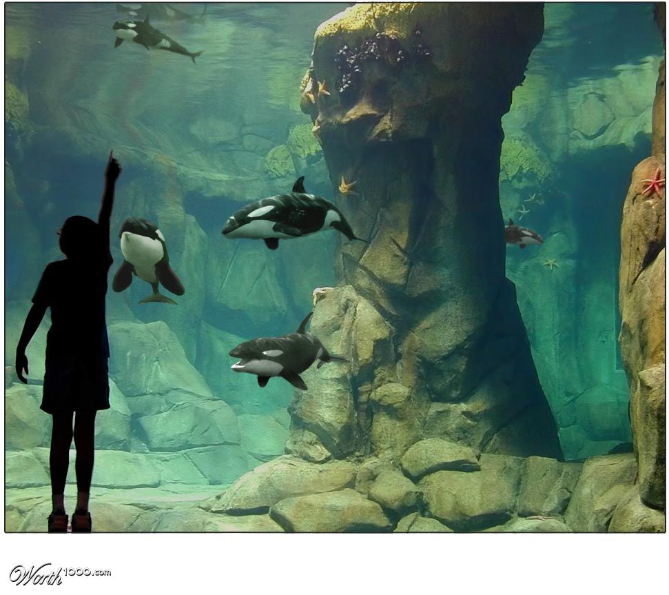 Mini Orca Aquarium