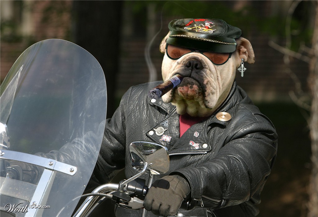 Biker Bum