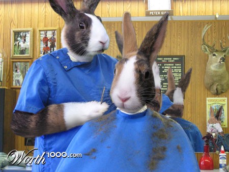 Hare Cut