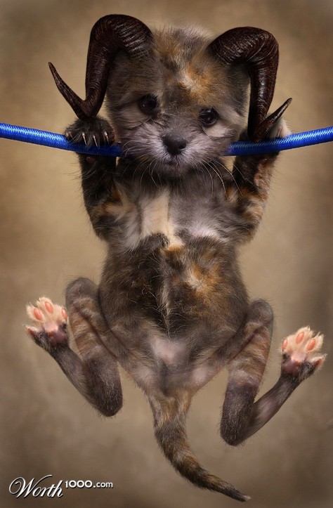 RamKityFrogPup