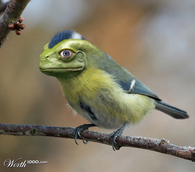 MonkeyFrogBird