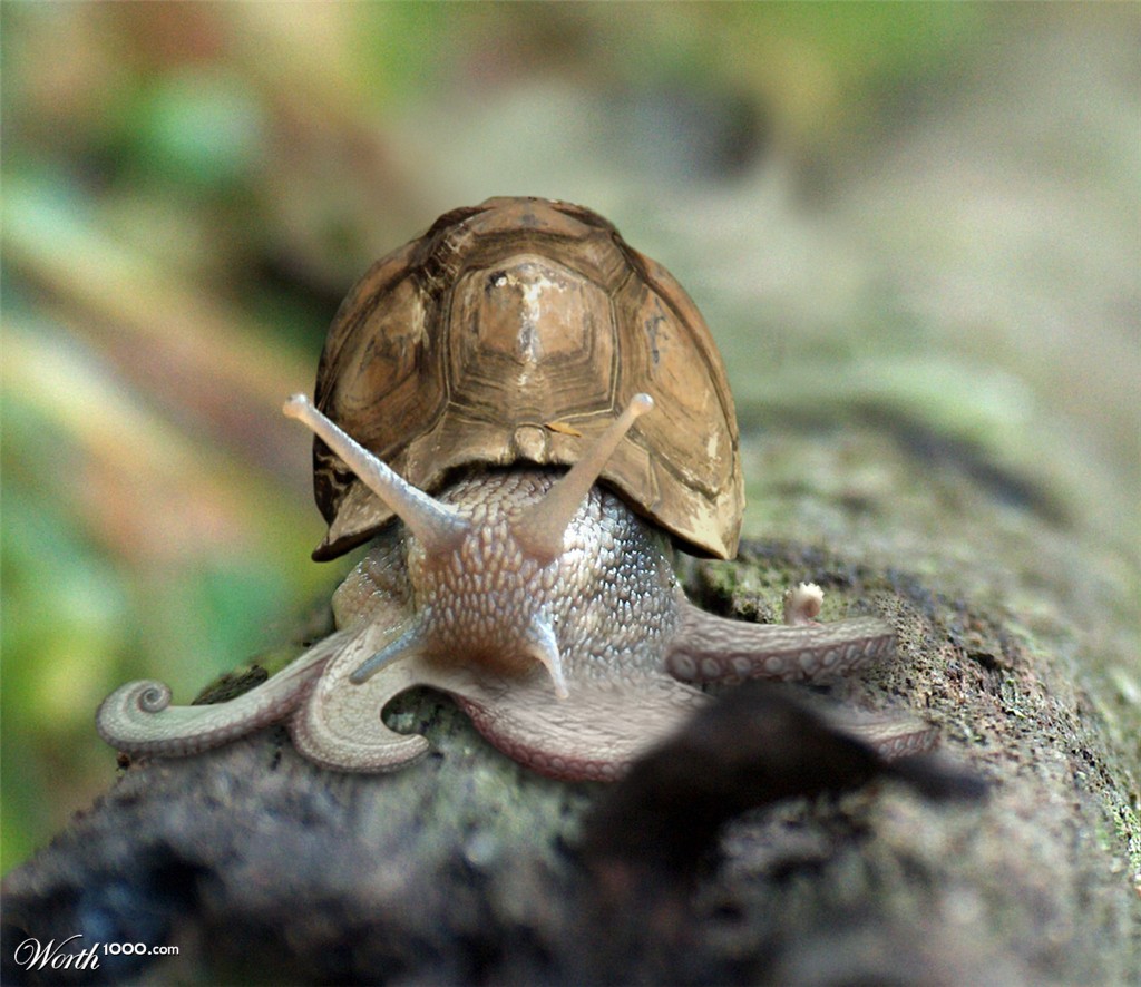 Octurtlail