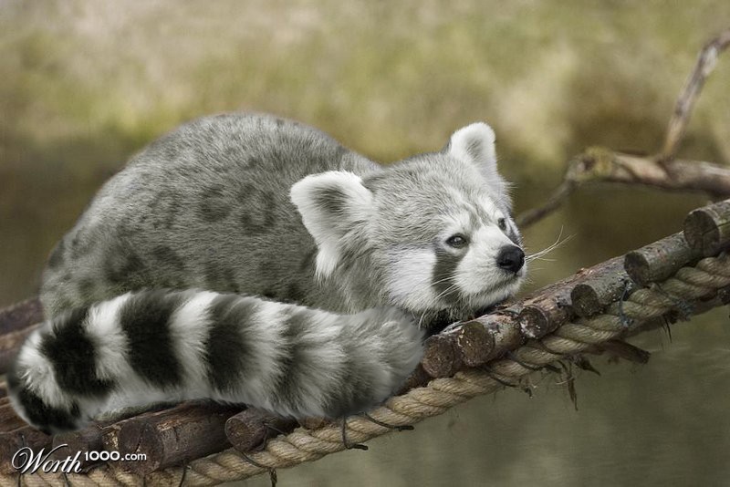 Spotted Snow Panda