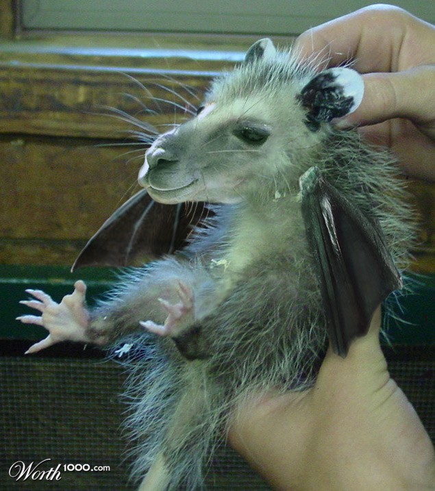 Winged opollama