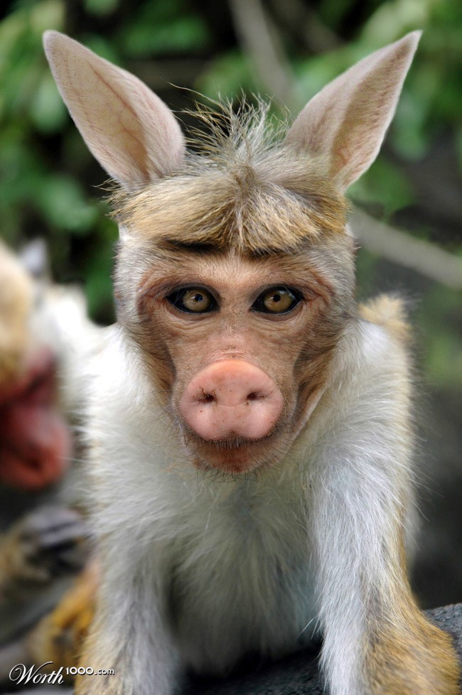 Punnkey