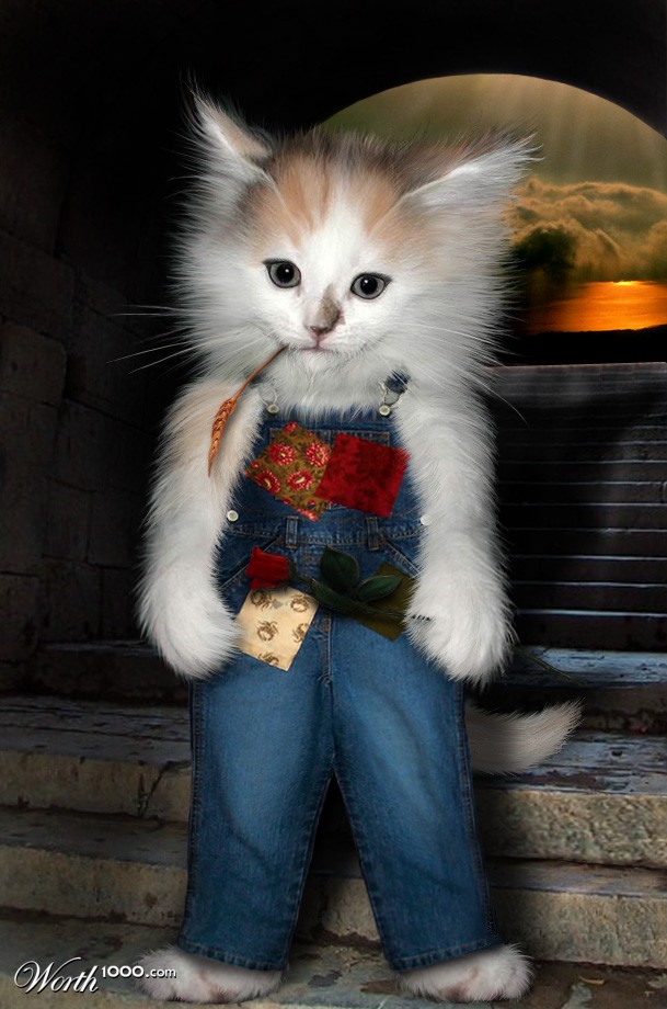 Kountry Kitten