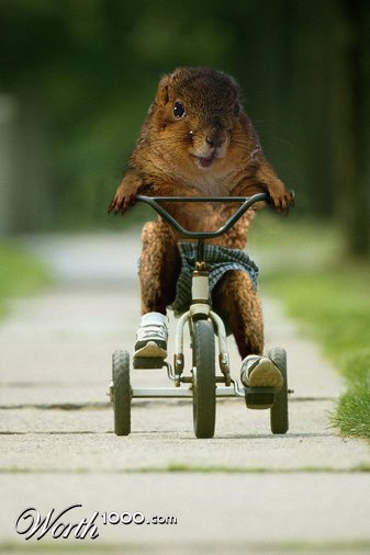 Squirrel in a trycicle