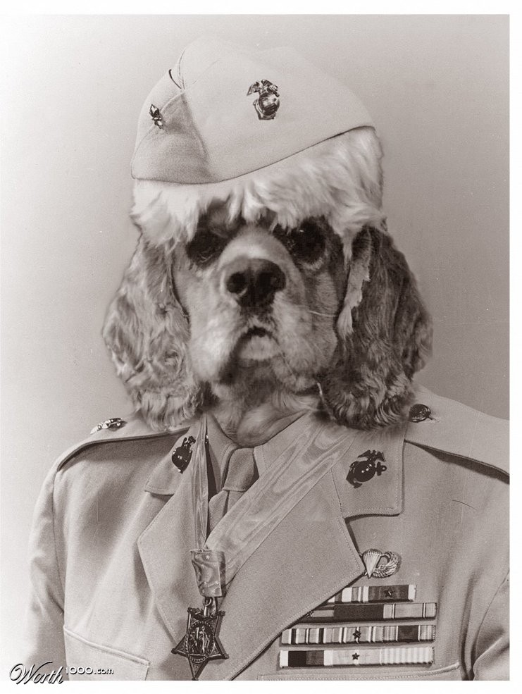 a dog in uniform