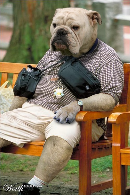 Tired Dog