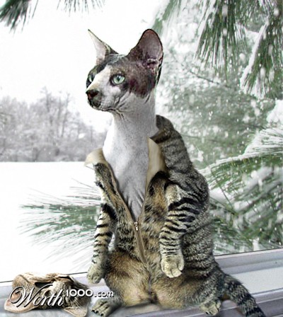 Cat Coat