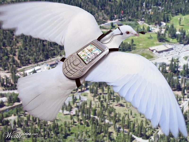 Pigeons Navigation System