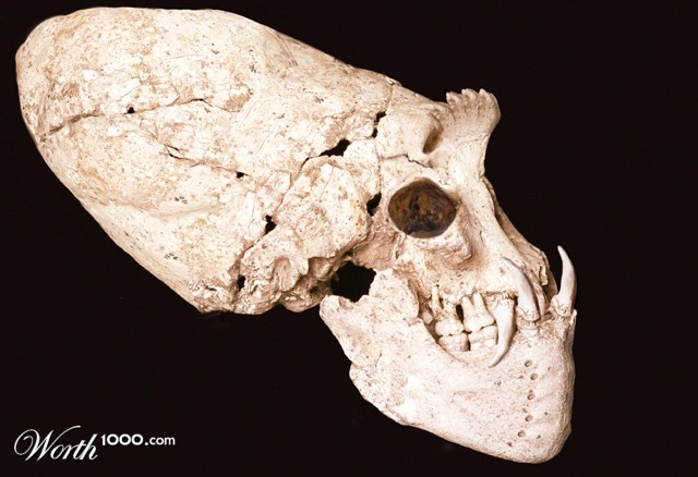 atlante skull