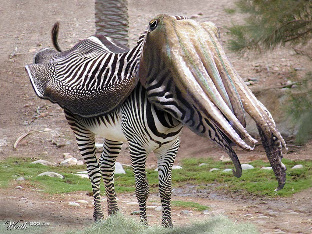 Cuttlefishus_Zebraxius