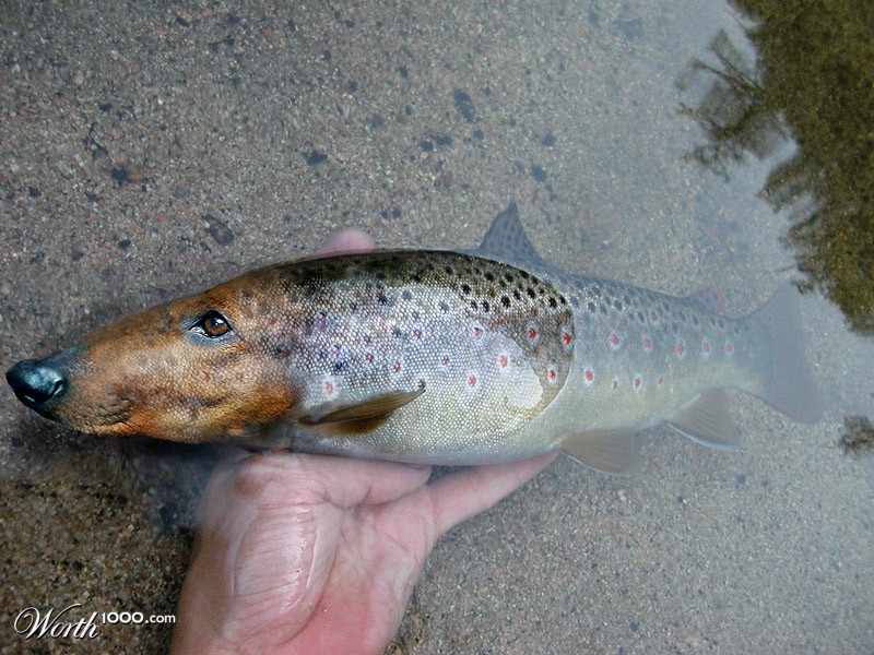 dogfish