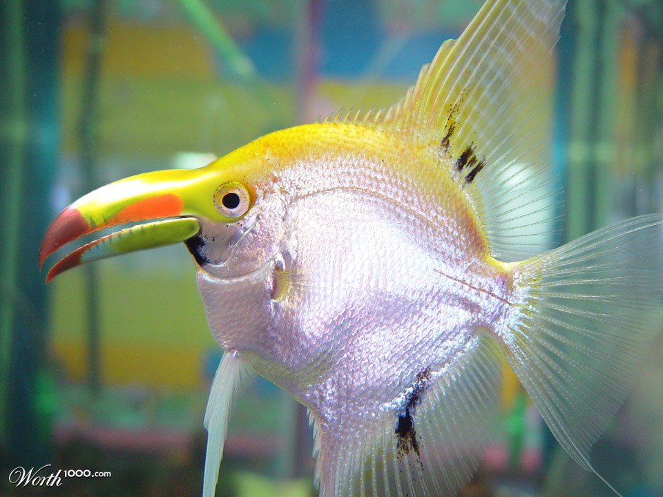 tucann fish