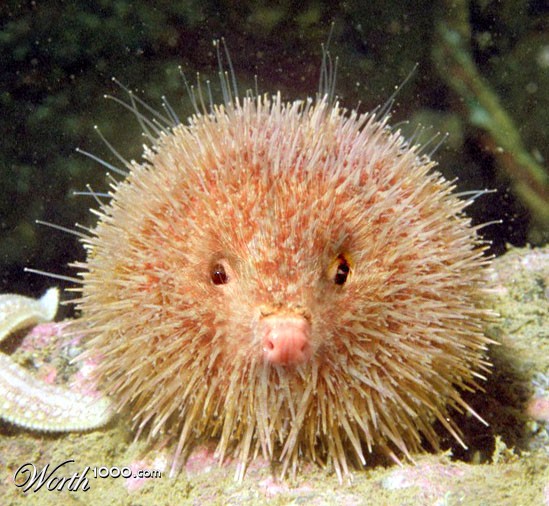 Sea Hedgehog