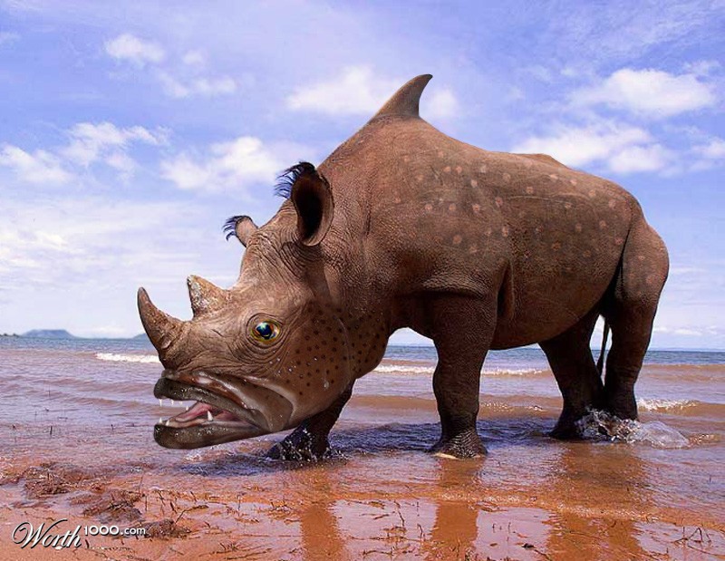 rhinodolphin fish
