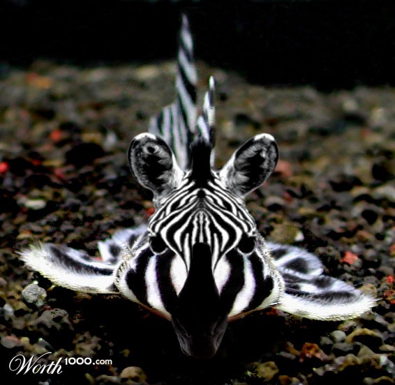 Zebra Fish