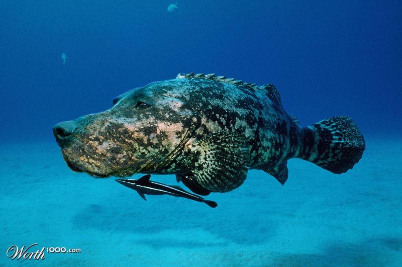 Dogfish