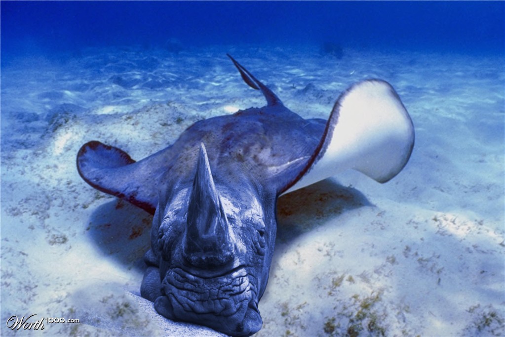mantarino
