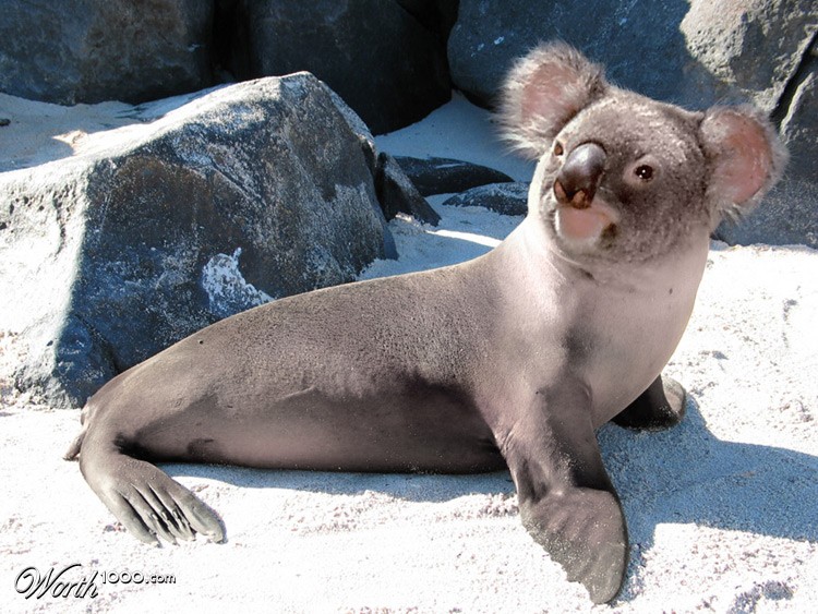 Sea koala