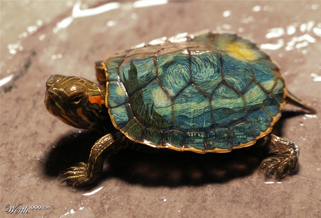 Vincent Van Turtle