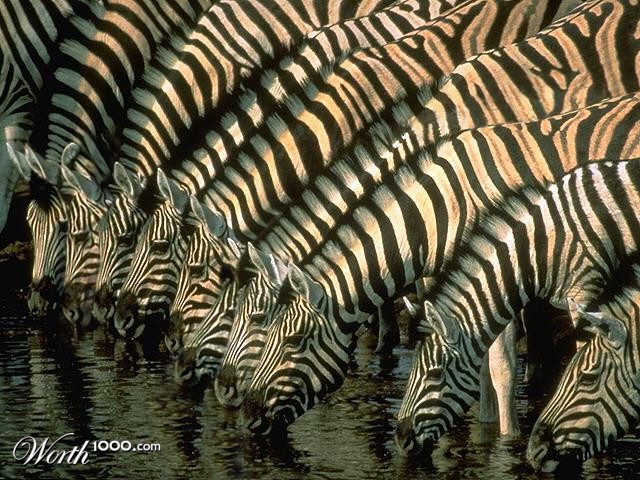 Zebras