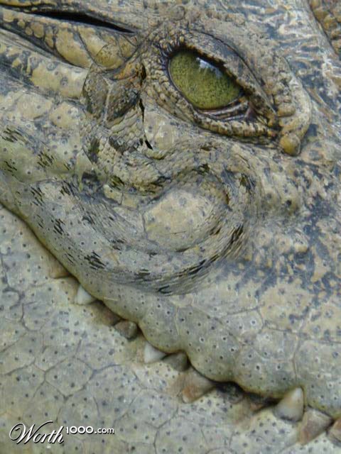 Reptiles